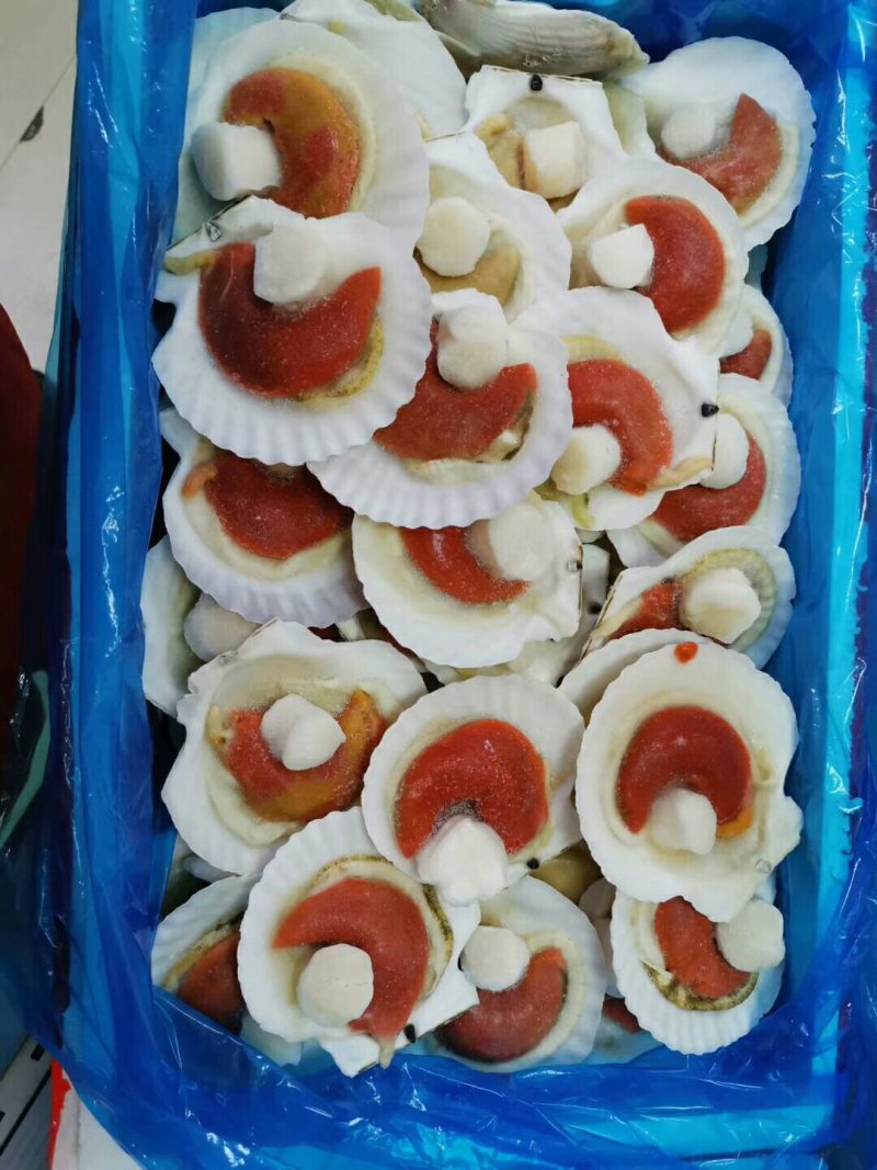 扇贝