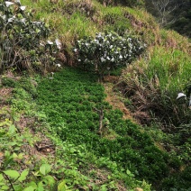 福建莆田仙游宏毅青黛种植专业合作社产地直销青黛