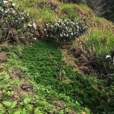 福建莆田仙游宏毅青黛种植专业合作社产地直销青黛