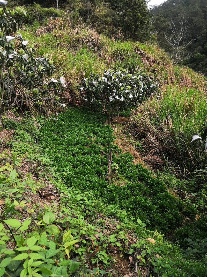 福建莆田仙游宏毅青黛种植专业合作社产地直销青黛