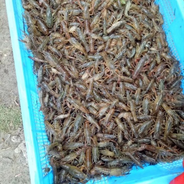 虾苗便宜卖一送一，送到你你惊讶