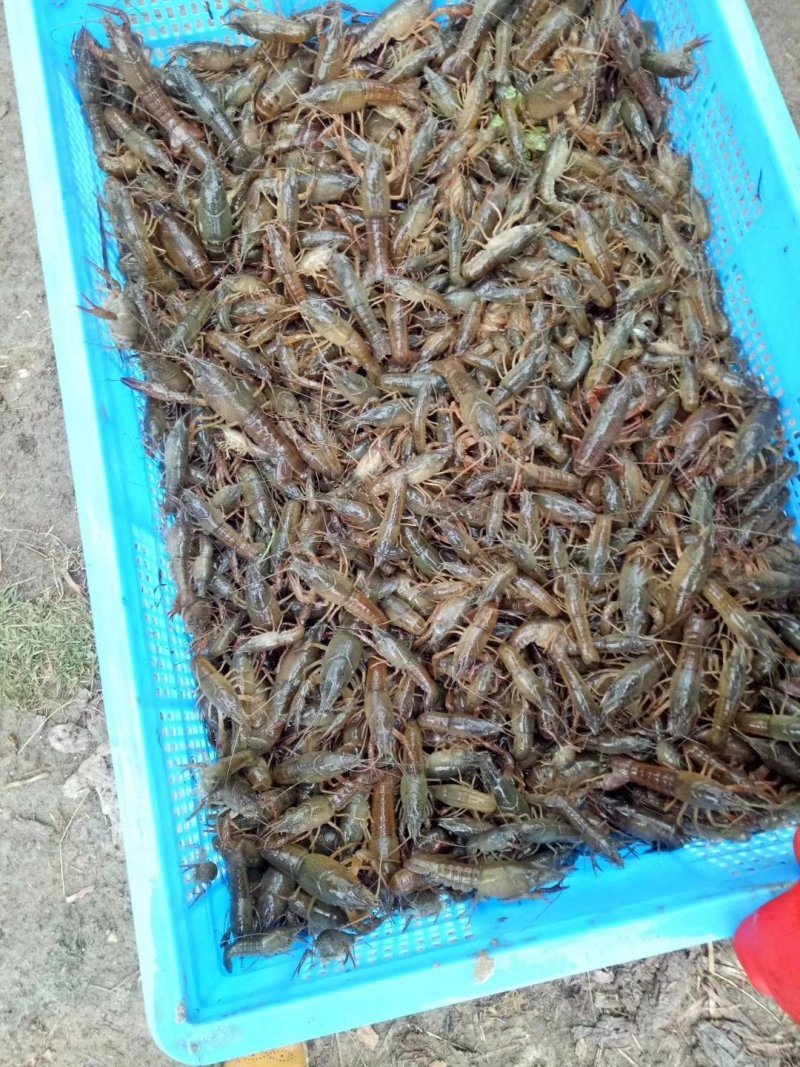 虾苗便宜卖一送一，送到你你惊讶
