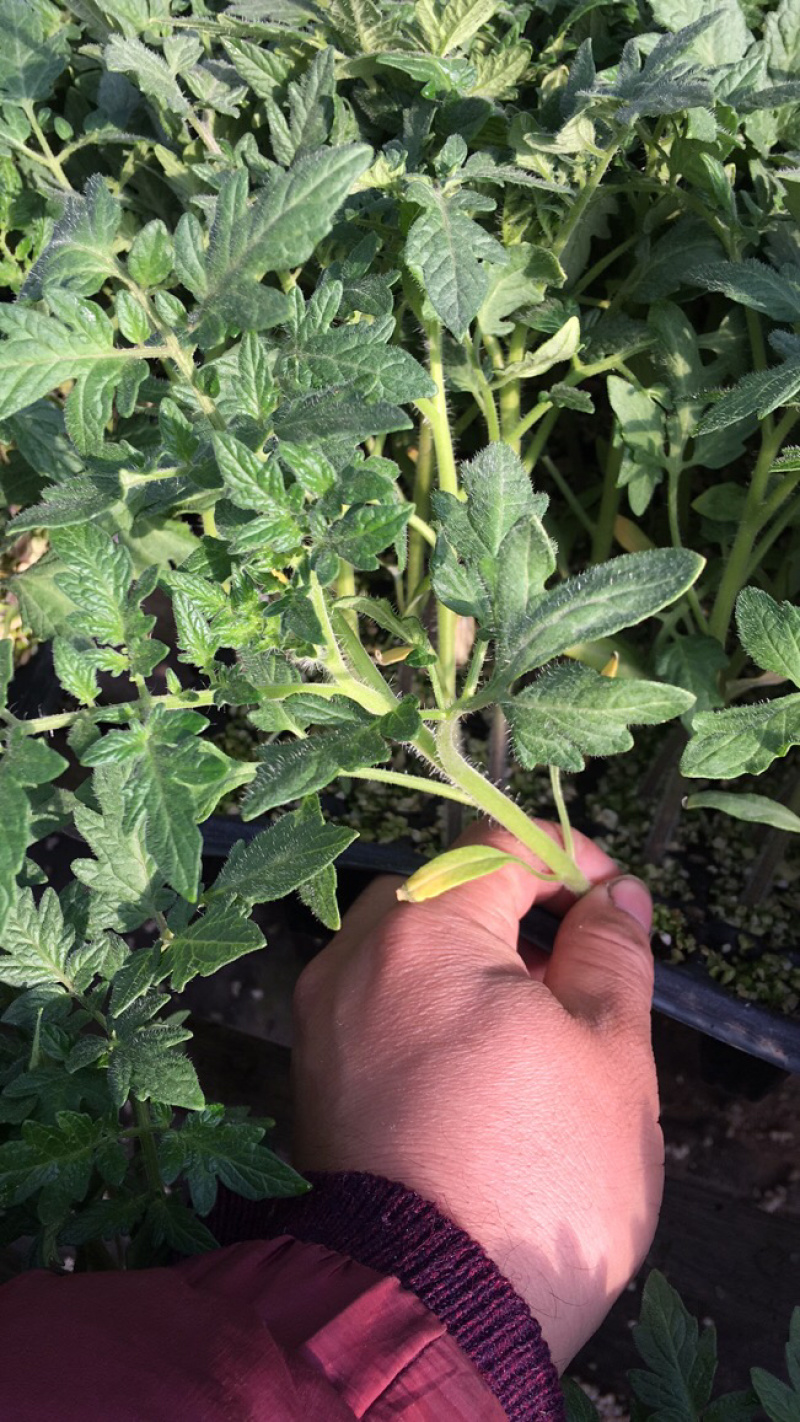 西红柿苗，大果粉果苗，西红柿番茄苗，大果型