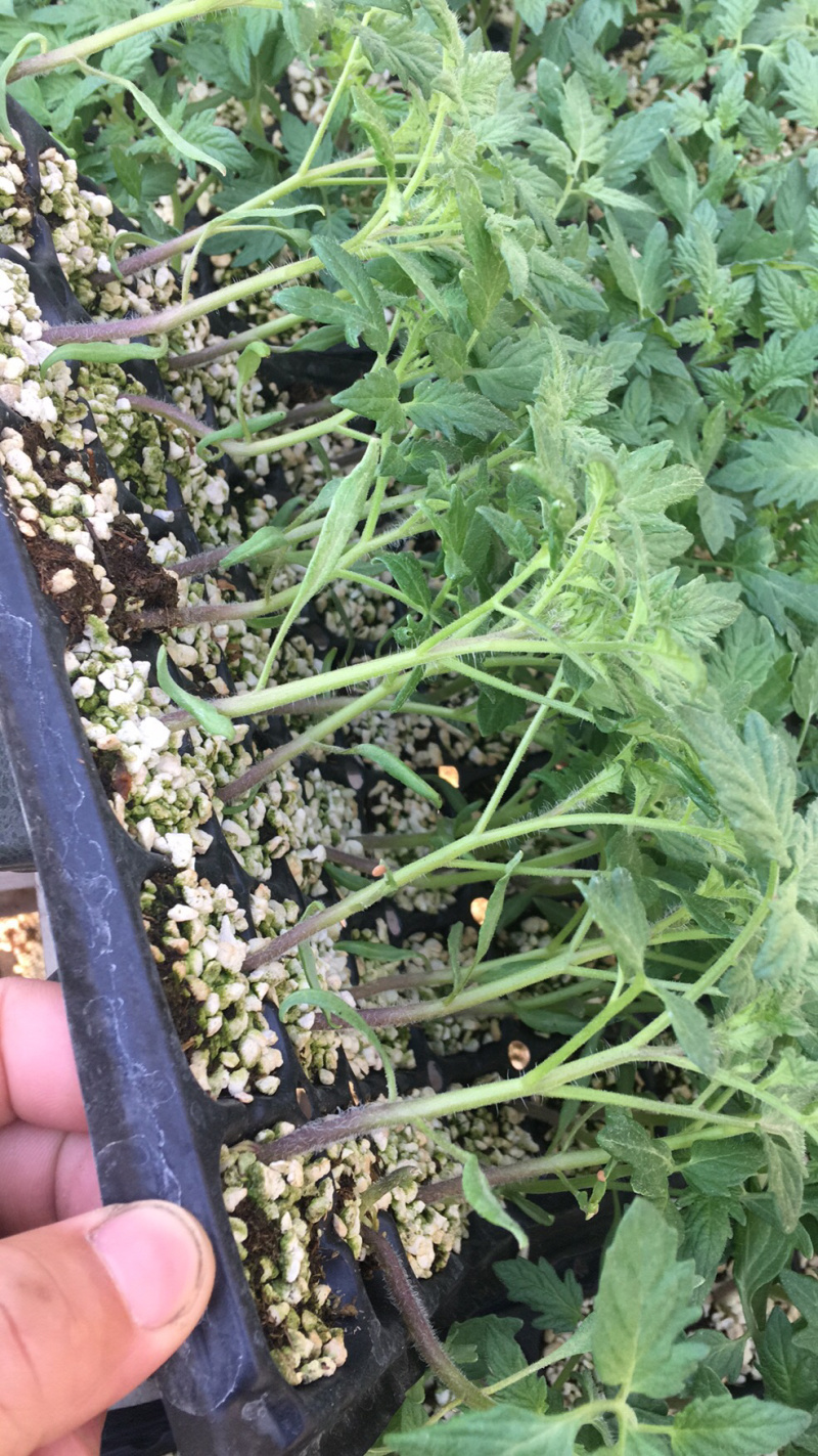 西红柿苗，大果粉果苗，西红柿番茄苗，大果型