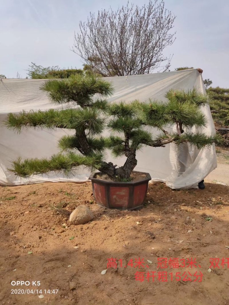 泰山迎客松，造型松，黑松，自家苗铺，现挖现卖，来电优惠