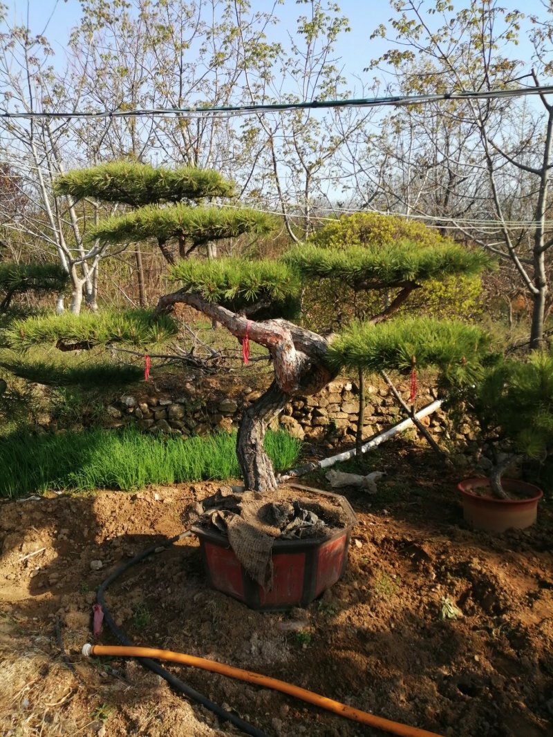泰山迎客松，造型松，黑松，自家苗铺，现挖现卖，来电优惠