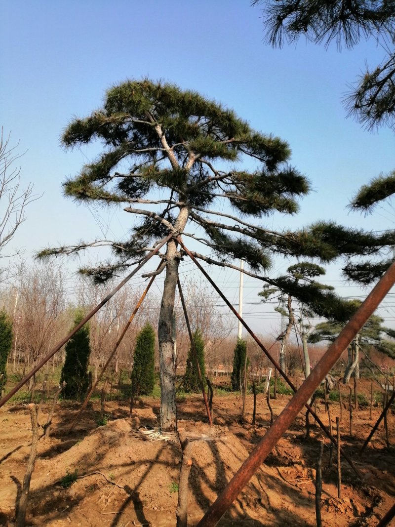 泰山黑松造型松，迎客松自家基地大量现货诚信经营