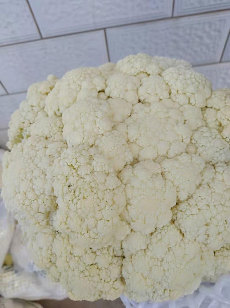 白面青梗松花菜净花质量**，欢迎各位老板联系
