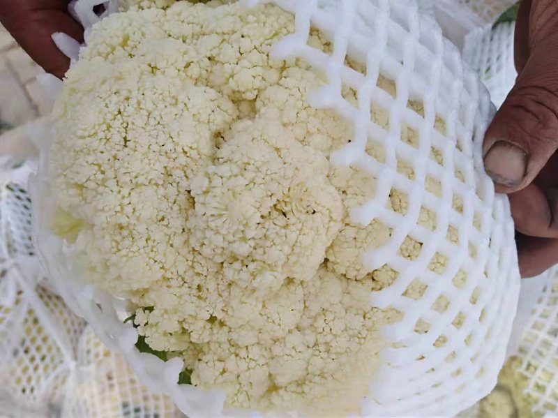 白面青梗松花菜净花质量**，欢迎各位老板联系