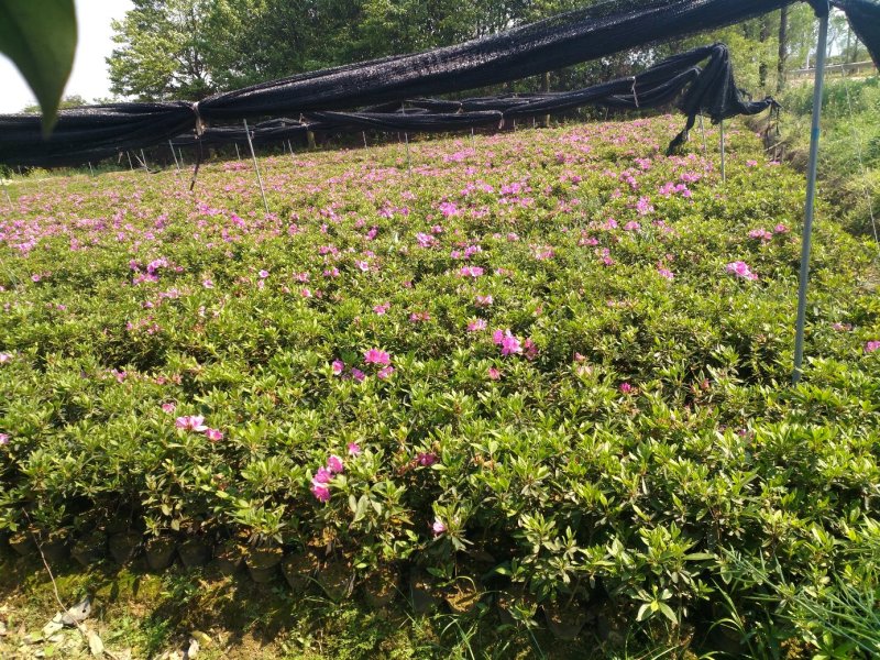 毛杜鹃大杯苗
