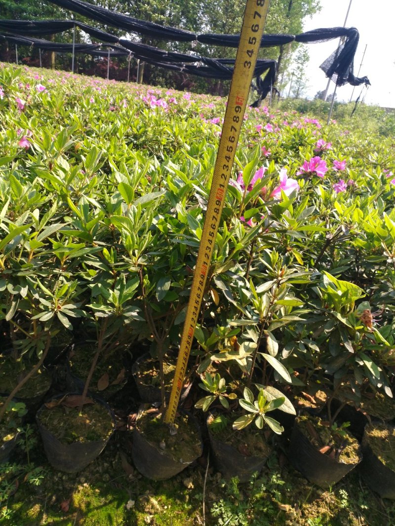 毛杜鹃大杯苗