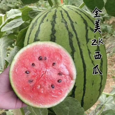 早春红玉