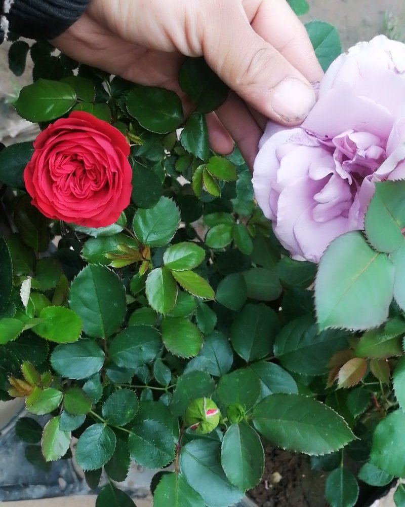 出售各种爬藤月季，欧月四季开花各藤本月季，爬藤月季。