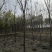 南京地区精品榉树3-15公分，江苏榉树基地，苗圃定植榉树