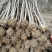 南京地区精品榉树3-15公分，江苏榉树基地，苗圃定植榉树