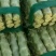 莴苣精品莴苣大棚新菜大量上市！欢迎全国客商老板前来观察
