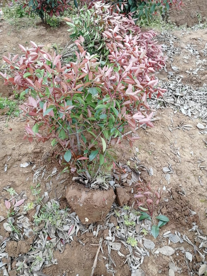 南京地区精品红叶石楠小苗优惠供应红叶石楠杯苗，江苏石楠