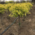 金叶榆榆树金叶榆球基地直销提供发票