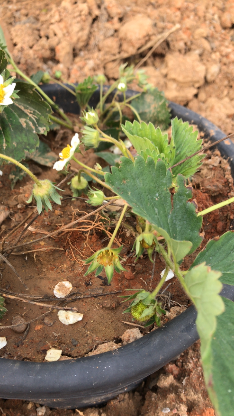 草莓苗奶油草莓苗免费包邮全部现挖现卖基地直销