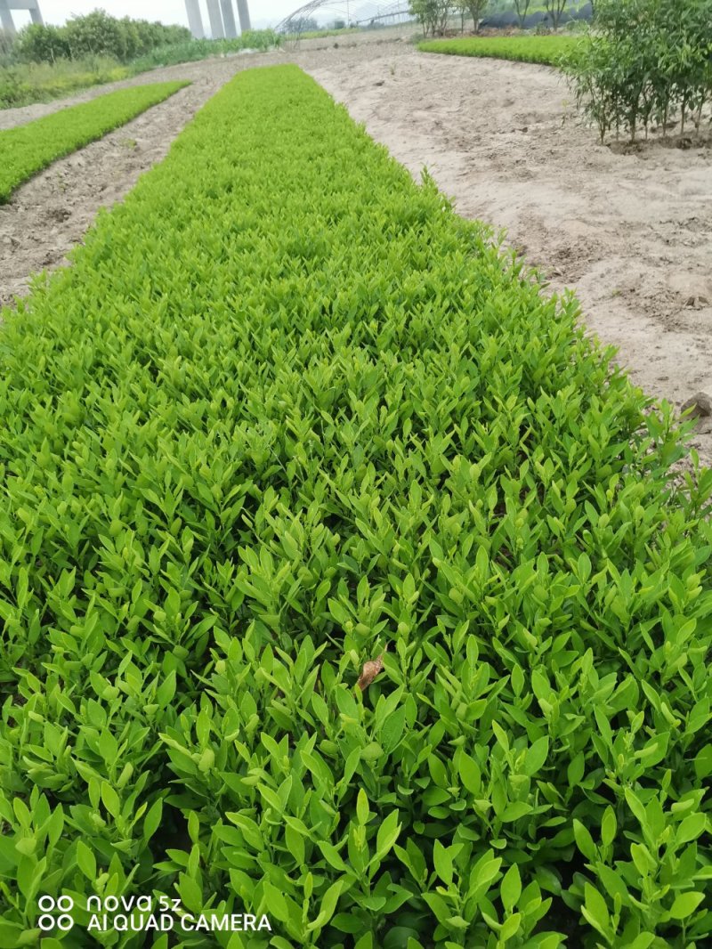 明日见假植苗，香橙粘木明日见假植苗