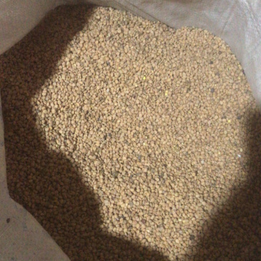 漆核，漆树种子