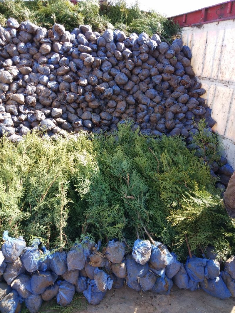 大量低价销售，高60cm-2米侧柏，大田苗，营养钵苗