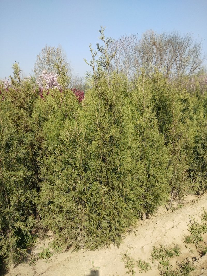 大量低价销售，高60cm-2米侧柏，大田苗，营养钵苗