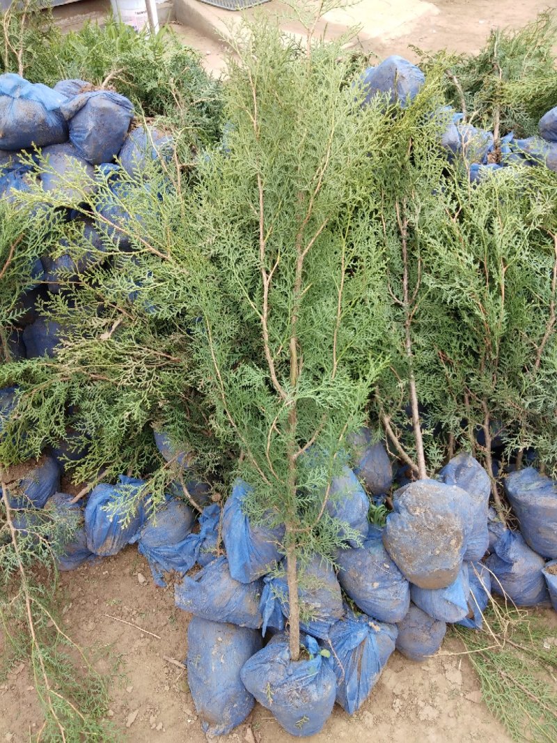 大量低价销售，高60cm-2米侧柏，大田苗，营养钵苗