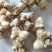 新鲜野生多花姜形黄精