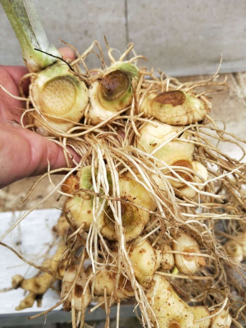 新鲜野生多花姜形黄精