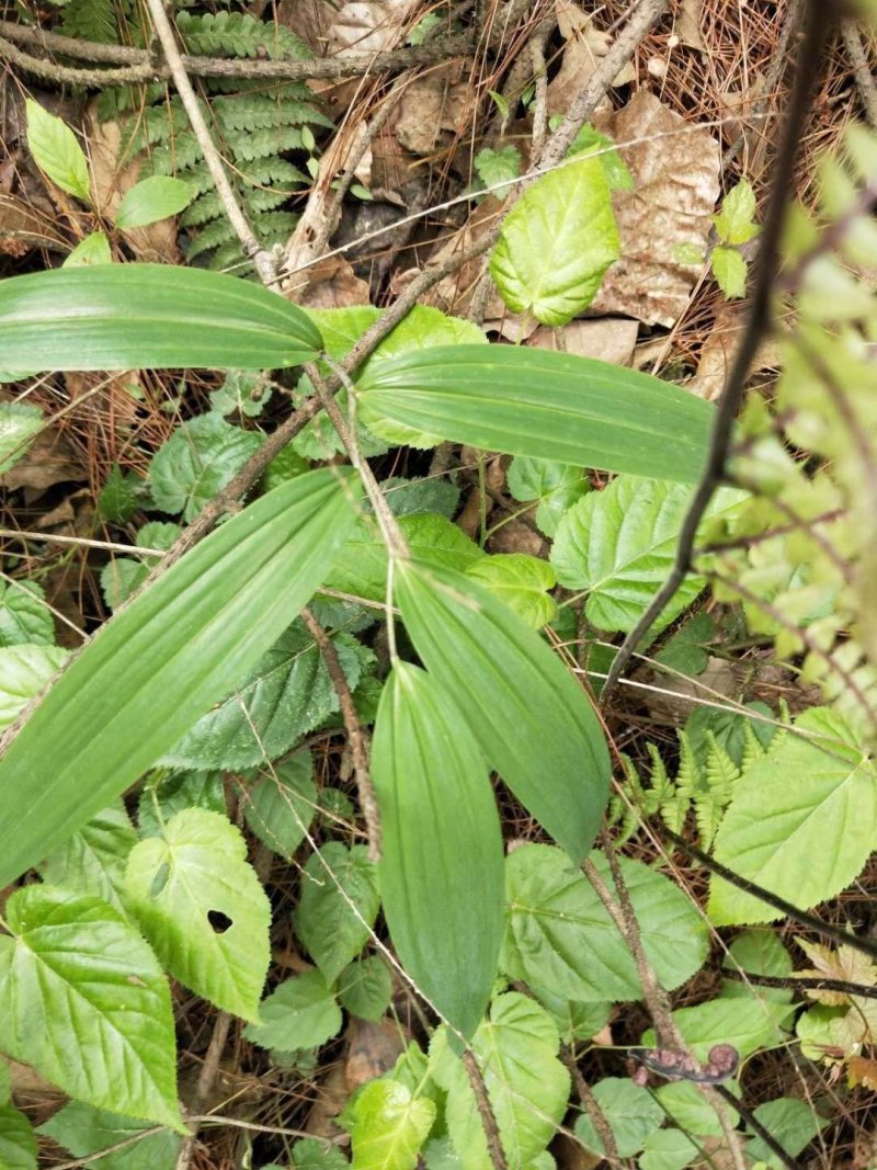 新鲜野生多花姜形黄精