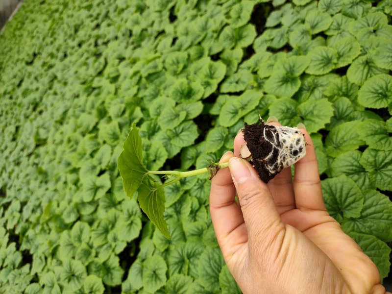 珍珠苦瓜苗（嫁接苗，实生苗）