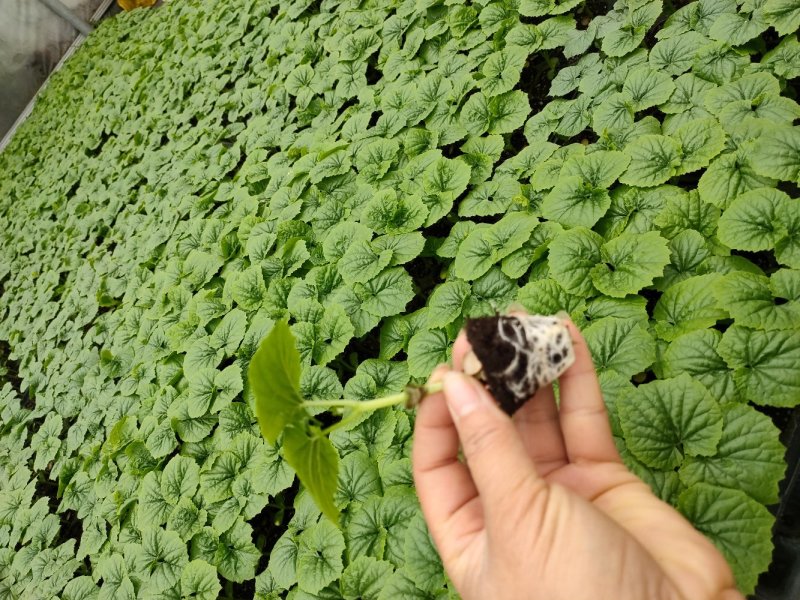 珍珠苦瓜苗（嫁接苗，实生苗）