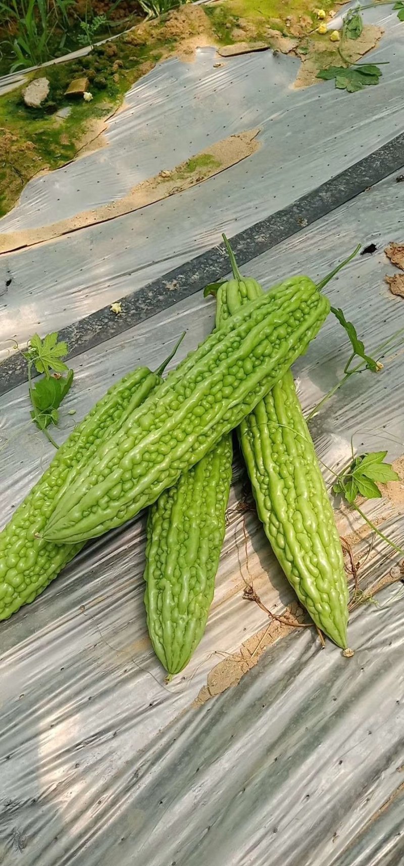 珍珠苦瓜苗（嫁接苗，实生苗）