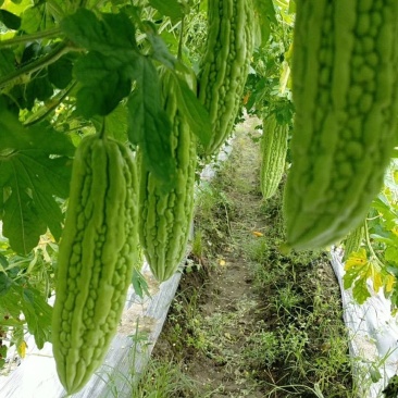珍珠苦瓜苗（嫁接苗，实生苗）