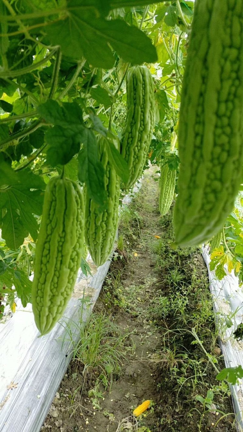 珍珠苦瓜苗（嫁接苗，实生苗）