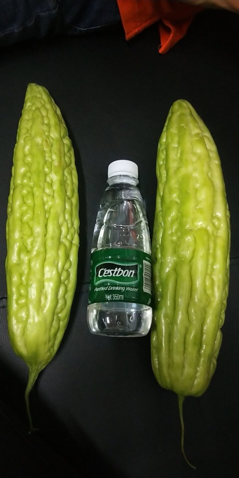 珍珠苦瓜苗（嫁接苗，实生苗）