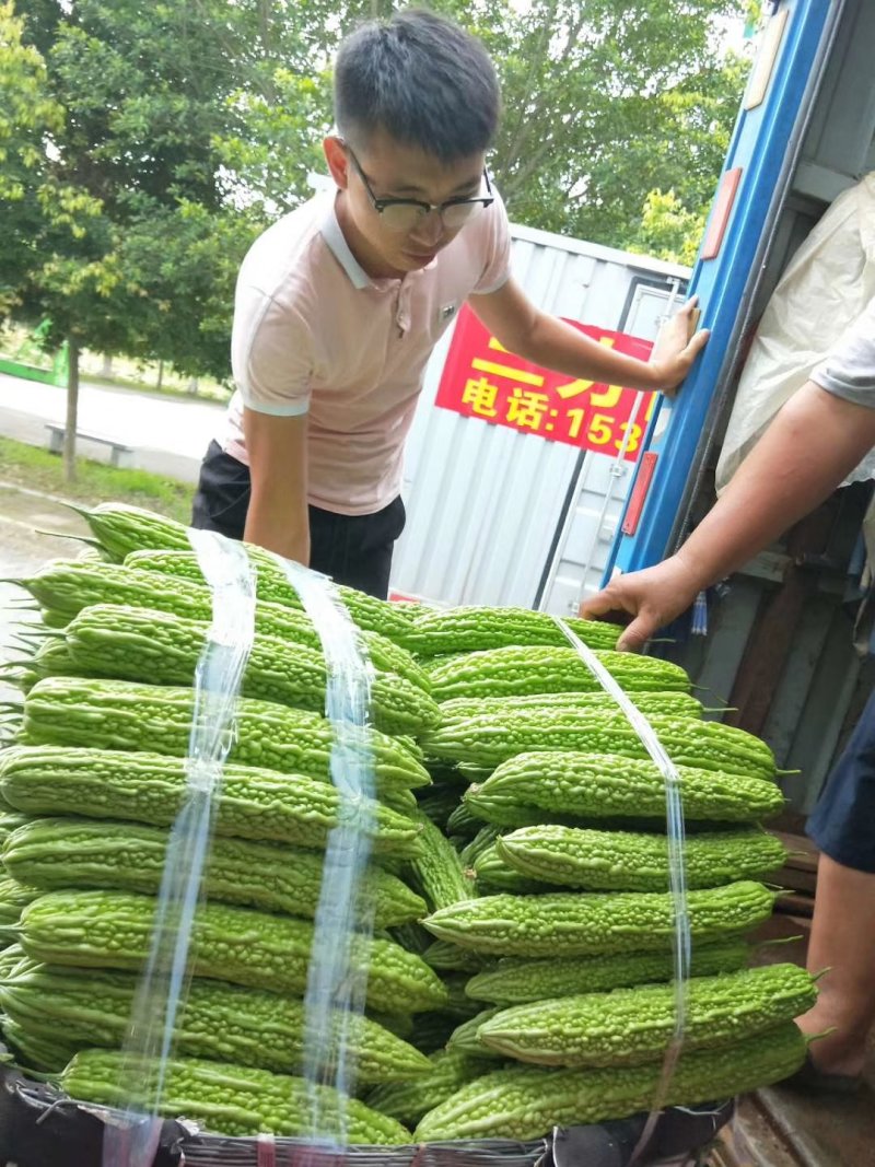 珍珠苦瓜苗（嫁接苗，实生苗）