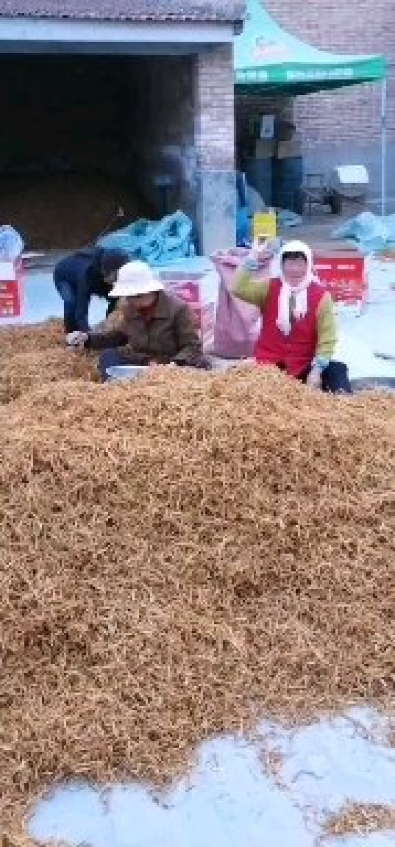 包邮，甘肃农家锅蒸黄花菜，硬条七蕊，偶含熟条，包邮保退，