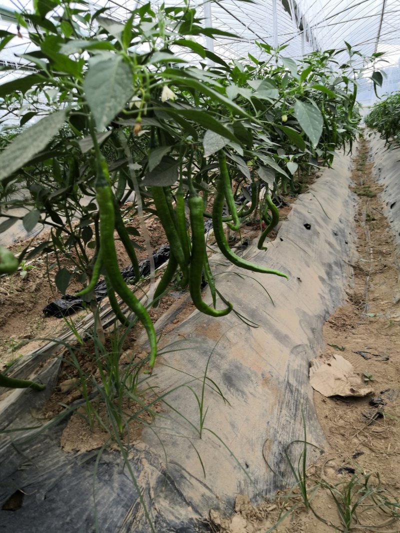 宁都辣椒蔬菜基地，青皮三号线，八号线