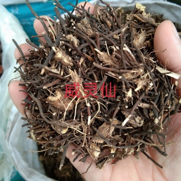 威灵仙