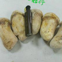 2020年新鲜冻松茸精品5一7公分云南香格里拉野生松茸