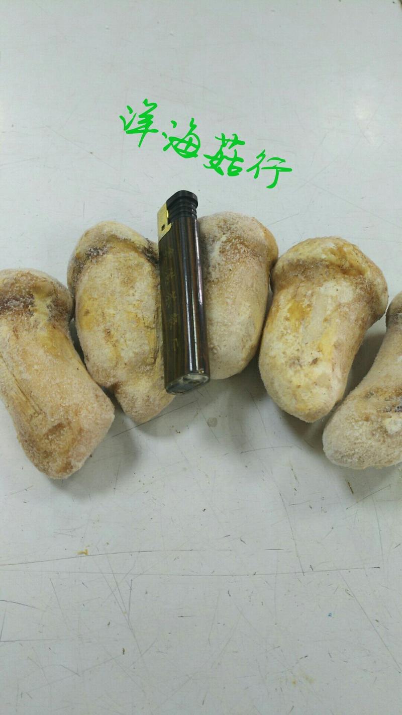 2020年新鲜冻松茸精品5一7公分云南香格里拉野生松茸