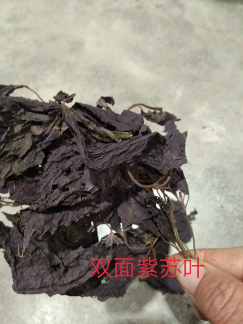 紫苏叶