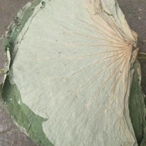 荷叶，统货丝，统货个子，选货个子，荷叶方块，荷叶粒