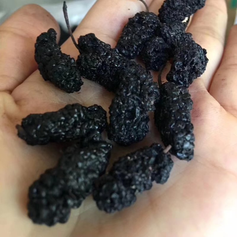 大凉山黑桑葚干