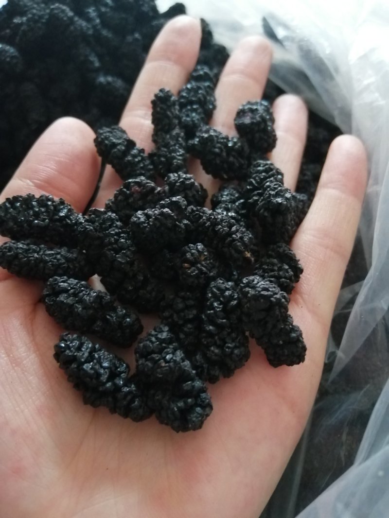大凉山黑桑葚干