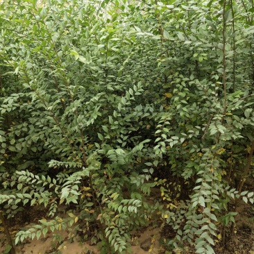 【荐】榆树苗榆树苗基地一手货源产地直供品质保障