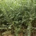 【荐】榆树苗榆树苗基地一手货源产地直供品质保障
