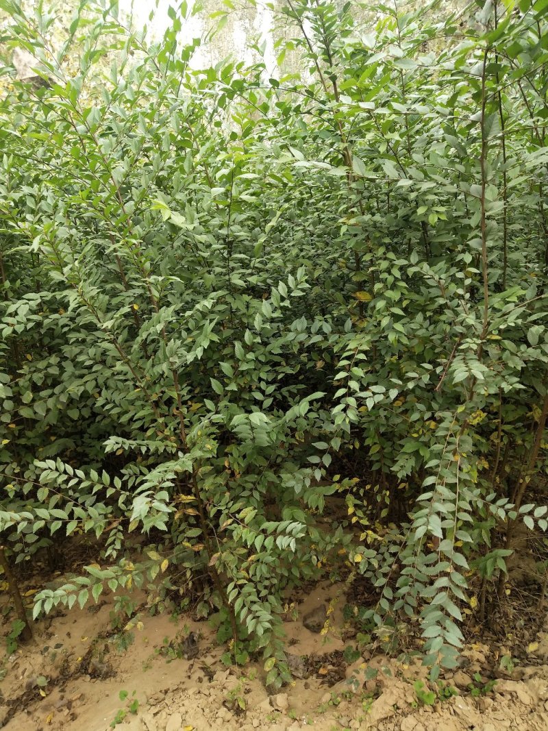 【荐】榆树苗榆树苗基地一手货源产地直供品质保障
